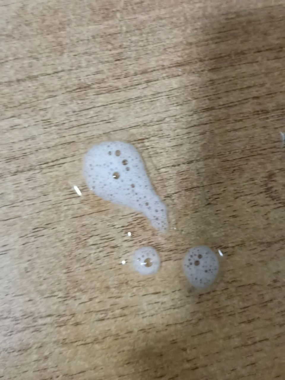 猫咪吐白沫是怎么回事?