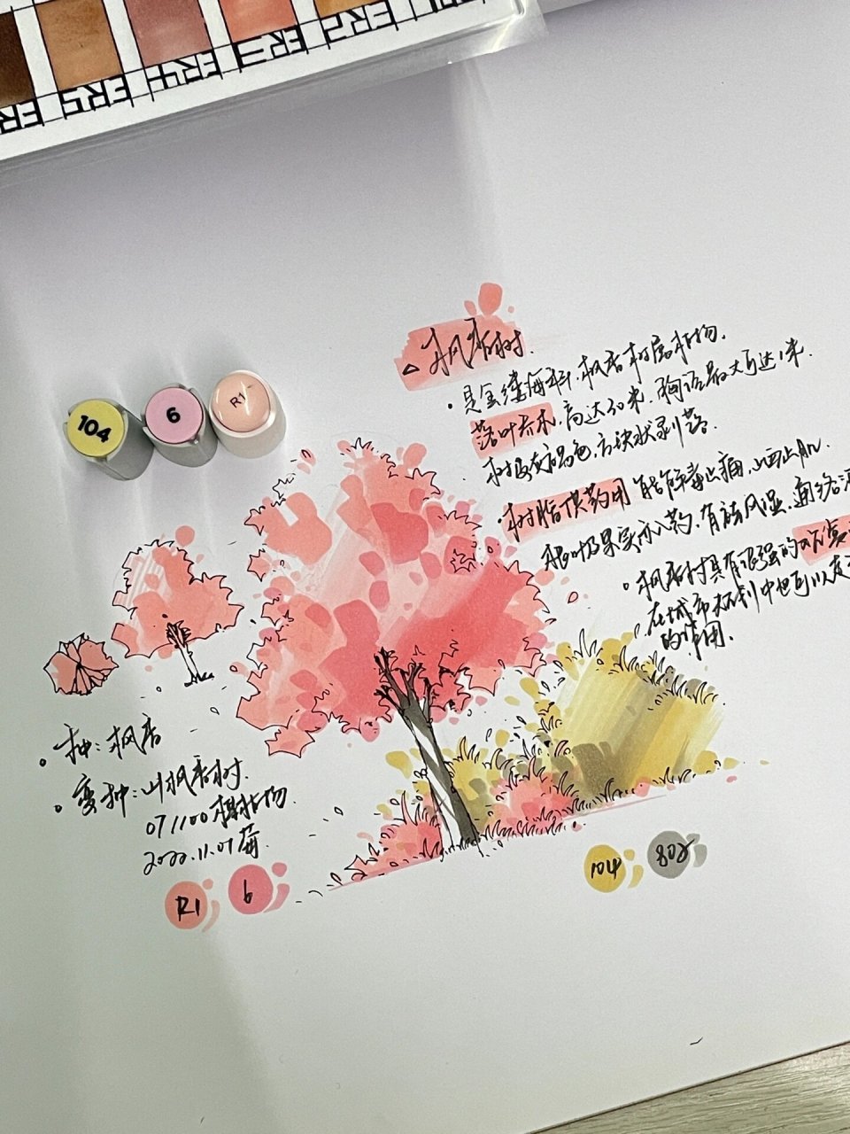 枫香树马克笔上色步骤|画07/100棵手绘植物! 秋田的第一颗枫香树送给