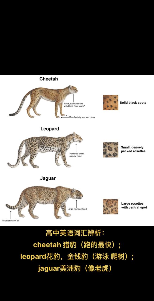 词汇辨析:cheetah 猎豹(跑的最快);leopard花豹,金钱豹(游泳 爬树)