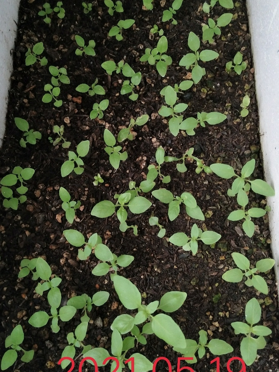 我的九层塔(荆芥)一个月成长历程 学名:九层塔 土话:荆芥 味道:淡淡的