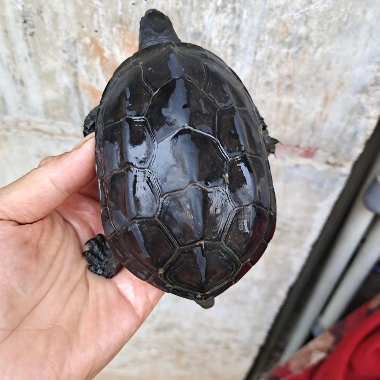 半斤左右碳墨龟特价188包邮