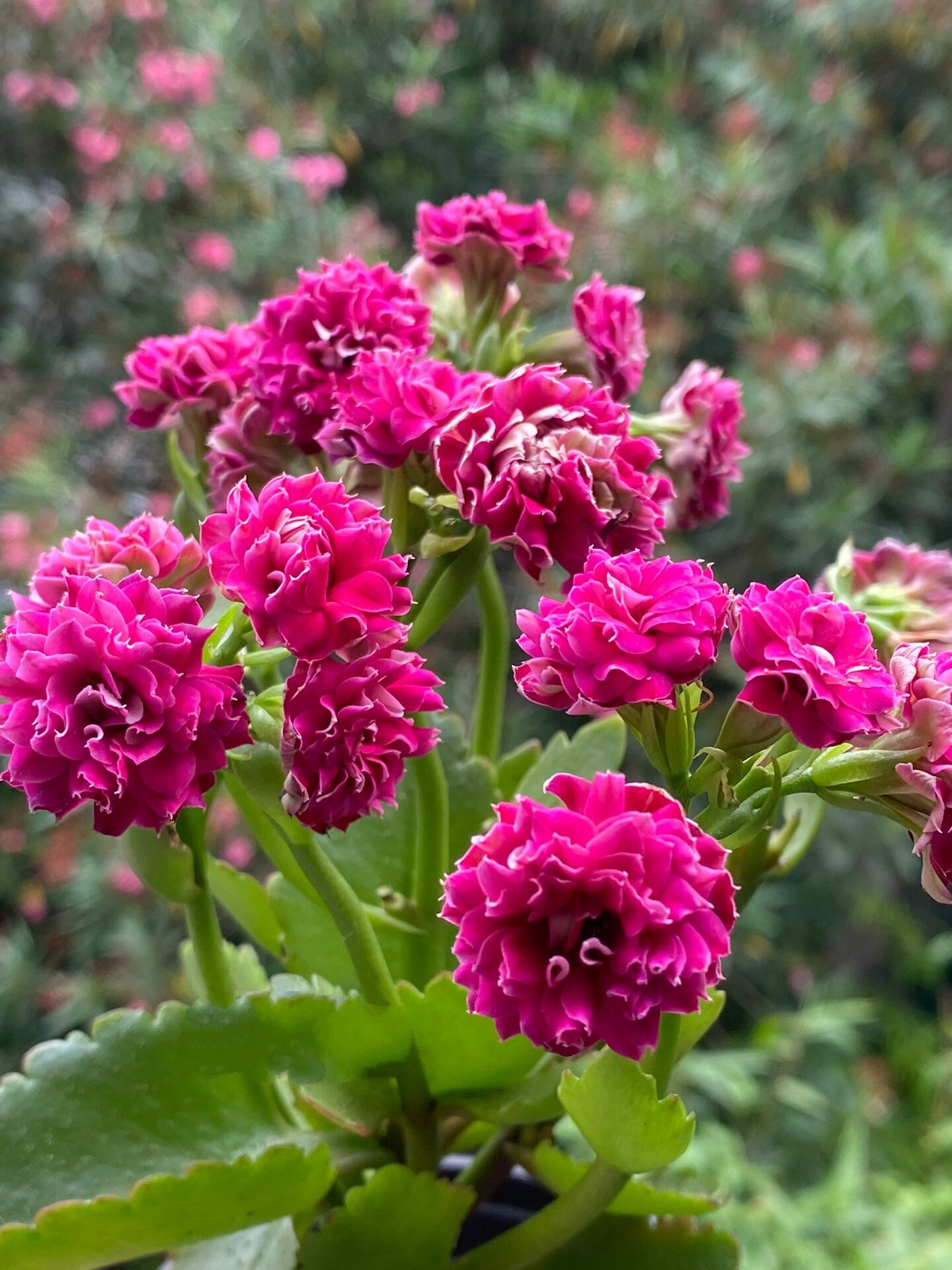 寿桃梅开花图片图片