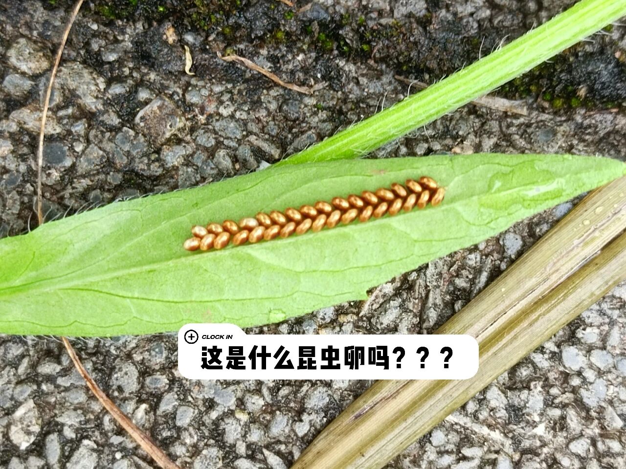 昆虫卵金色的这到底是啥啊家人们