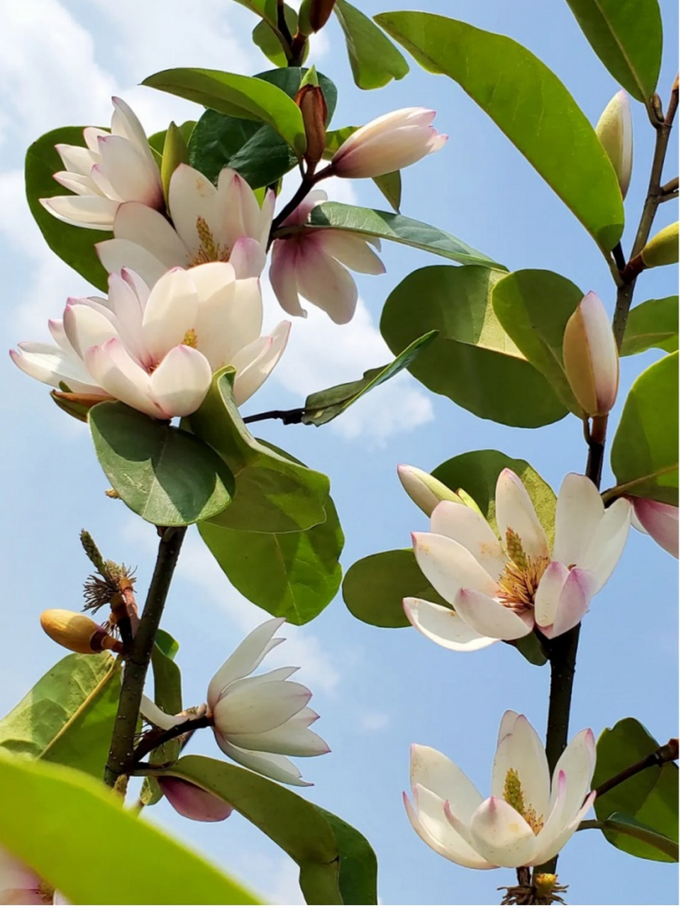 含笑树图片 95科属:木兰科木兰属 学名:michelia figo (lour.