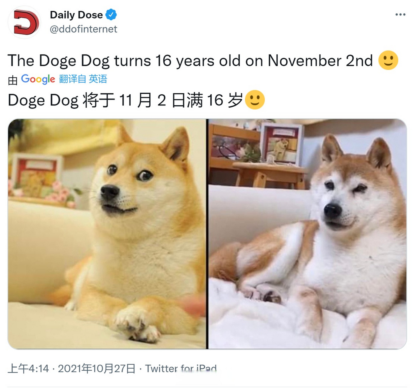 这只可爱的柴犬叫kabosu,它的中文名叫"神烦狗",你有使用过它的表情包