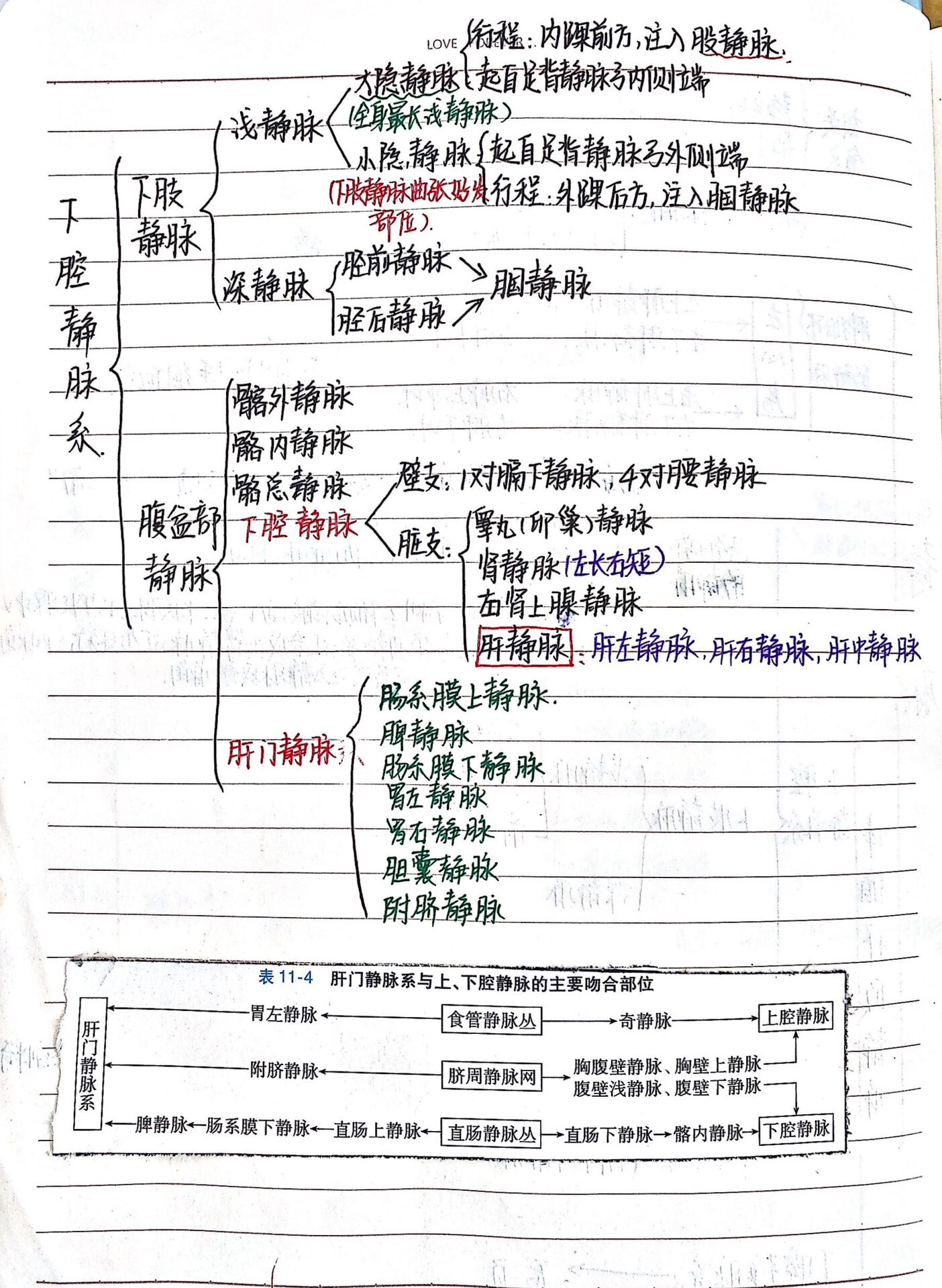 系统解剖思维导图手绘图片