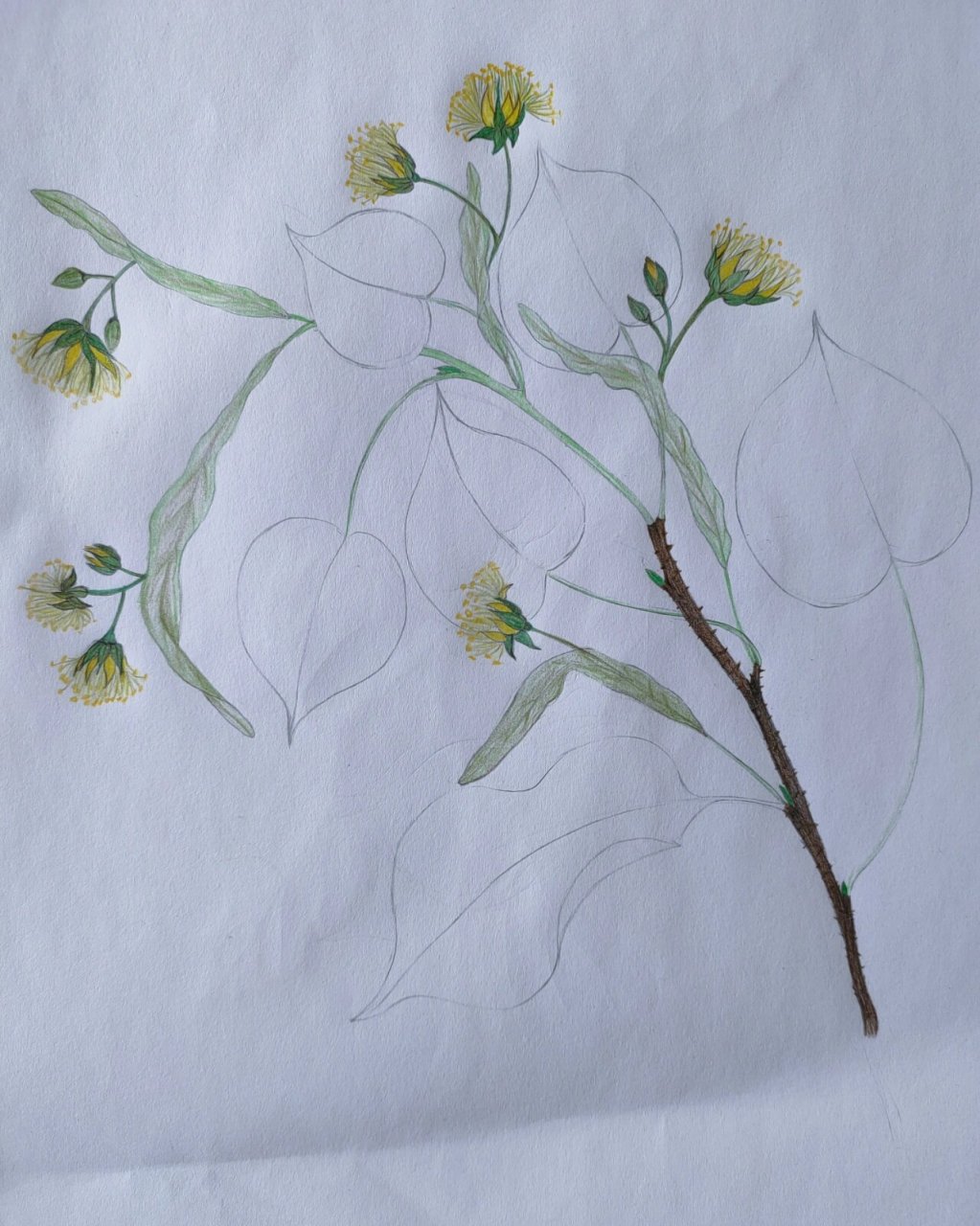 彩铅植物手绘‖菩提树 line tree 今天这上色太一言难尽了