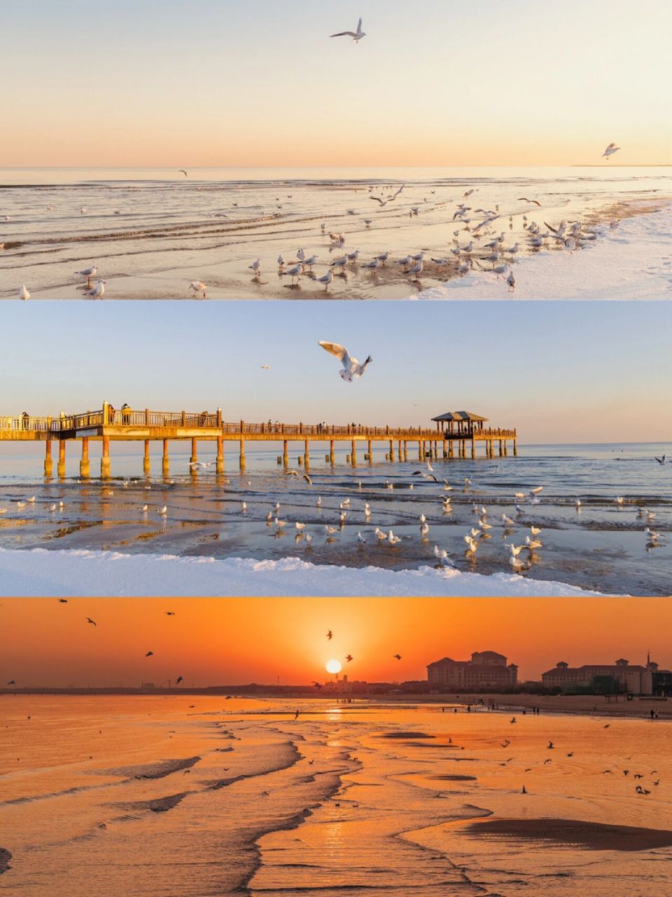 秦皇岛冬日看海|蔚蓝海岸的海鸥和日落 照片来自2022年12月31日