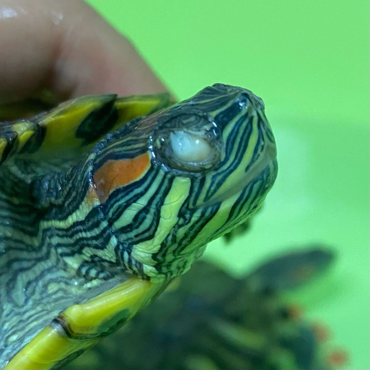 小巴西龟白眼病症状图片