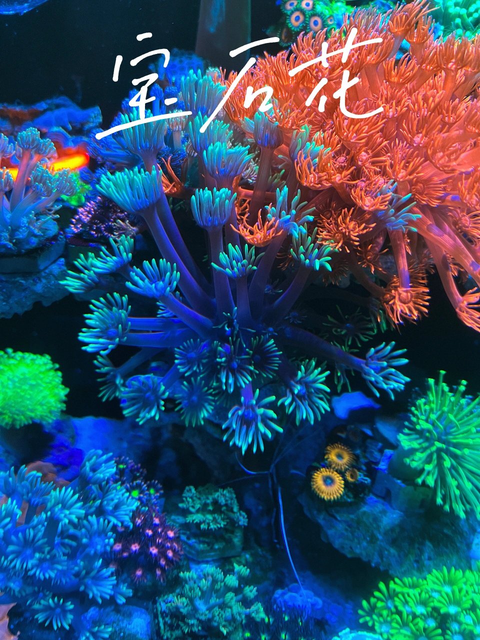 宝石花珊瑚