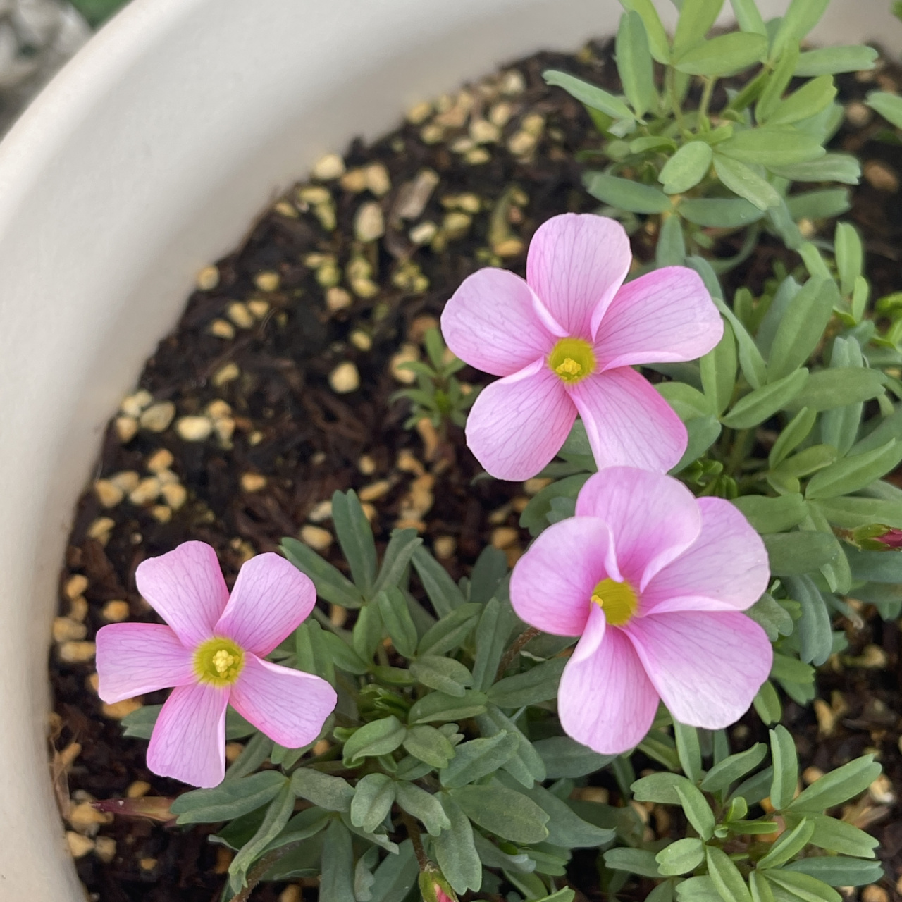 早花酢/粉白桃之辉,粉雪桃之辉,水彩桃之 发现了花届规律,越好看的越