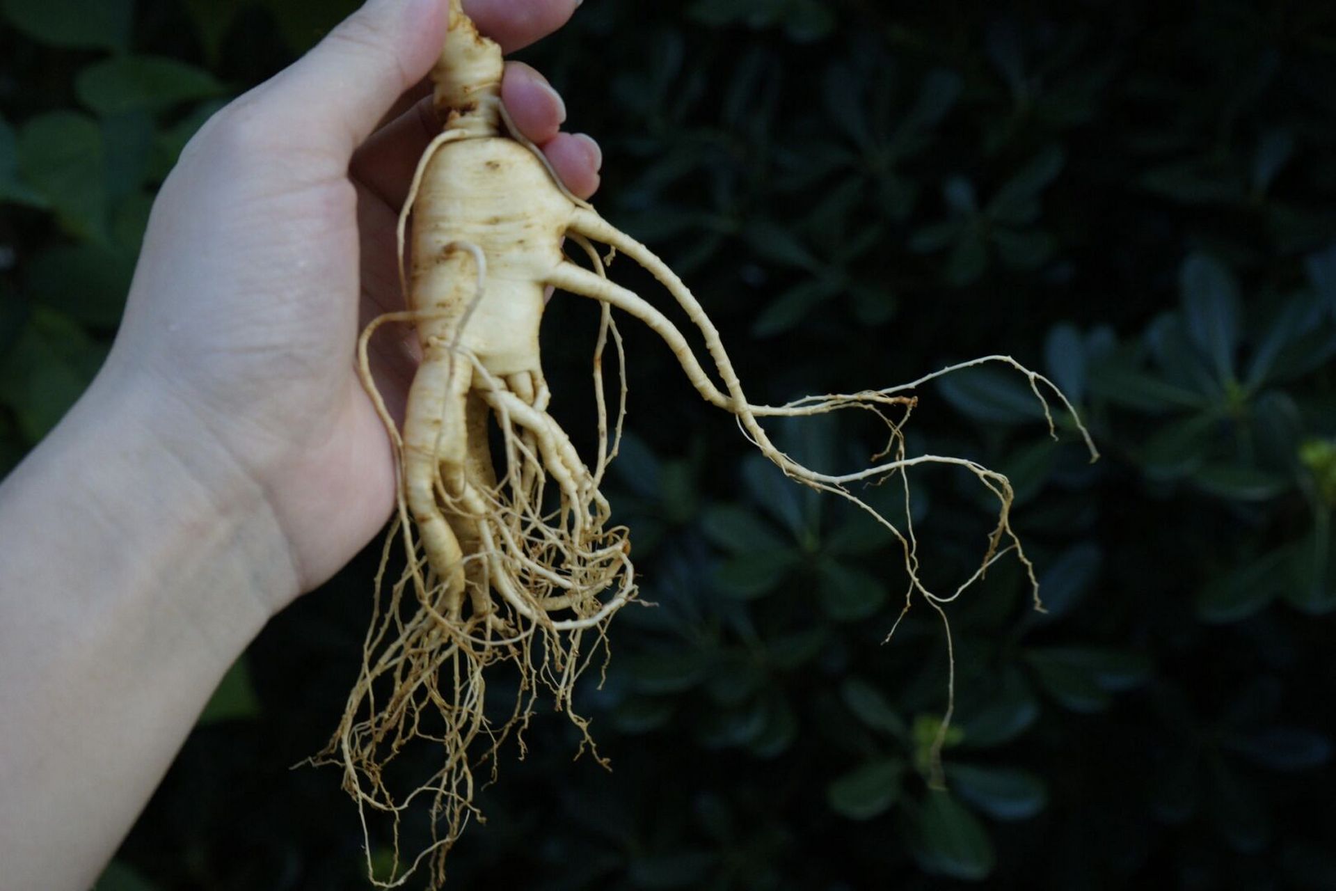 人参纯露|延缓衰老·抚平细纹·美白淡斑 鲜人参的营养价值极高!