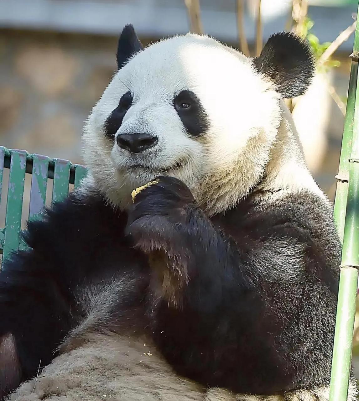 在大熊猫萌兰的熊生里面,除了发箍奶爸,还有几位奶爸奶妈也是把萌兰捧