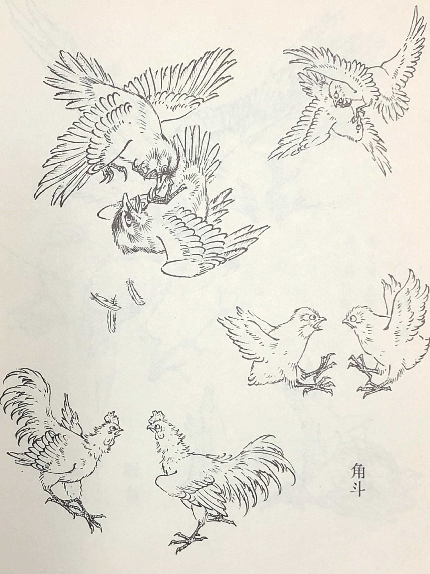 国画白描临摹 鸟谱1 黄鹂