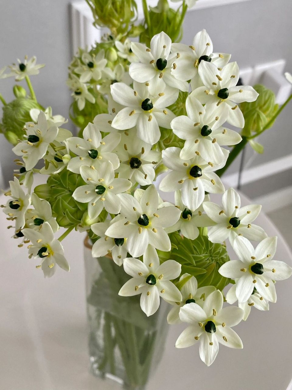 天鹅绒花 天鹅绒也叫伯利恒之星,花朵小巧别致,爆花后呈花球状,素雅又