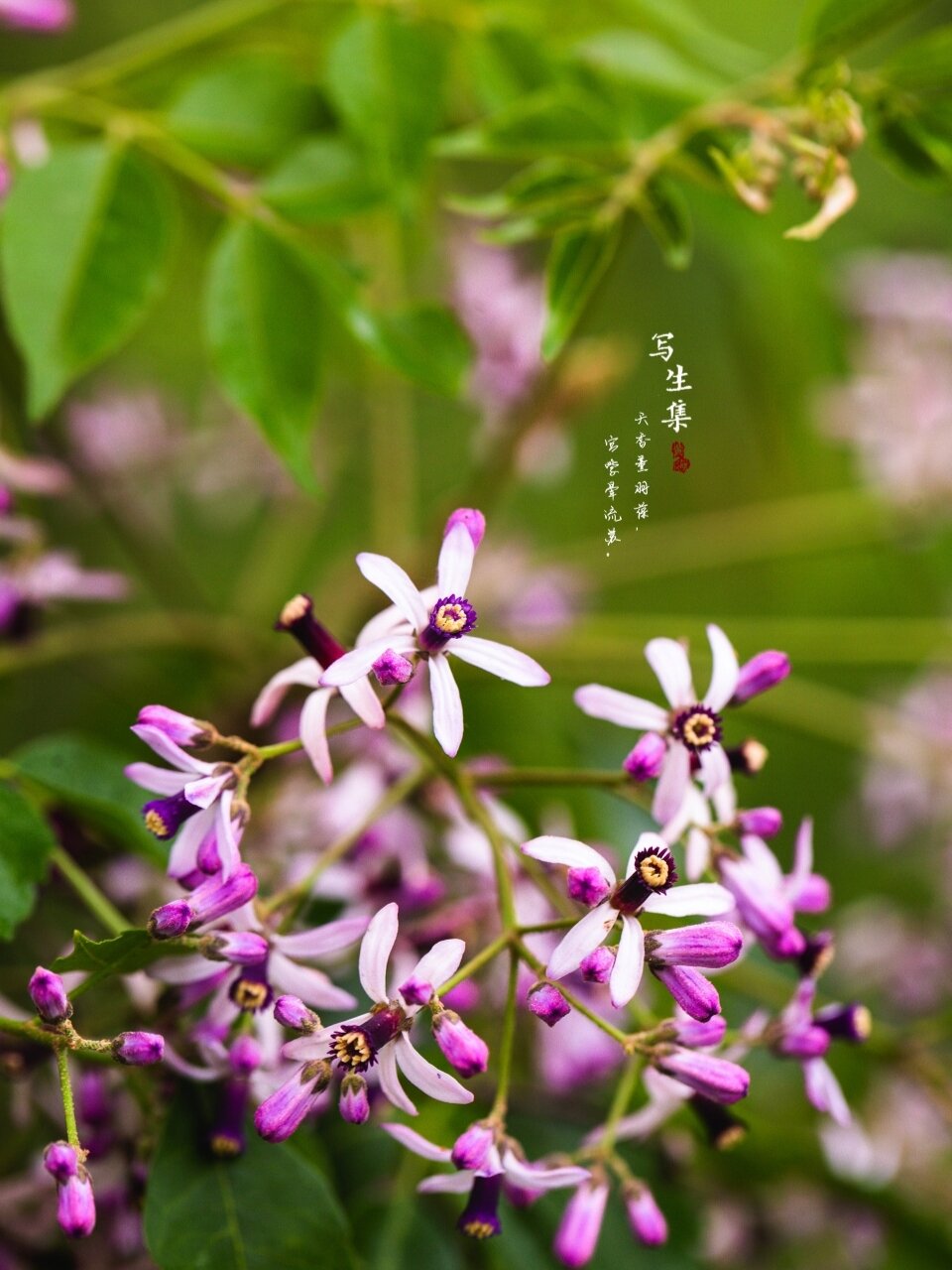 苦楝花的花语是: 望向远方,只为一眼就能看见,人海中你温暖
