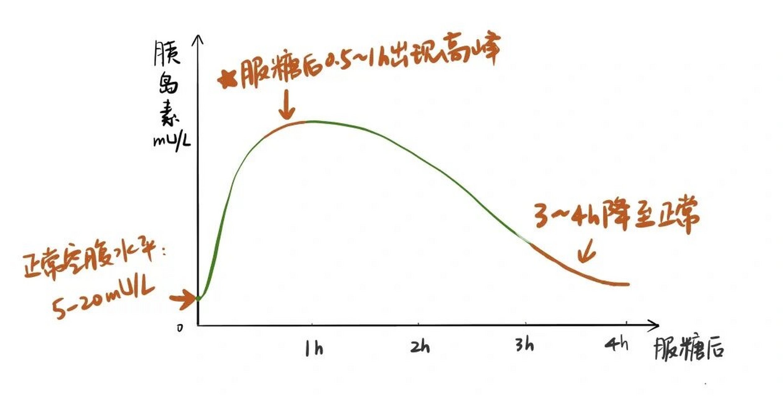 正常胰岛素释放曲线图图片