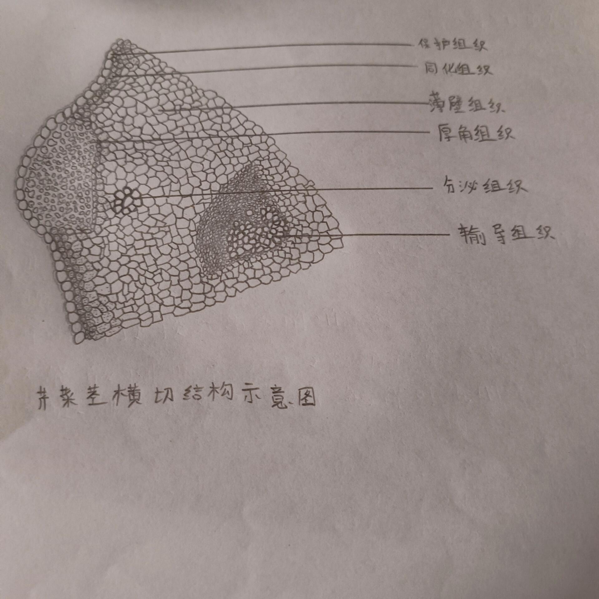 茎的组成部分结构图图片