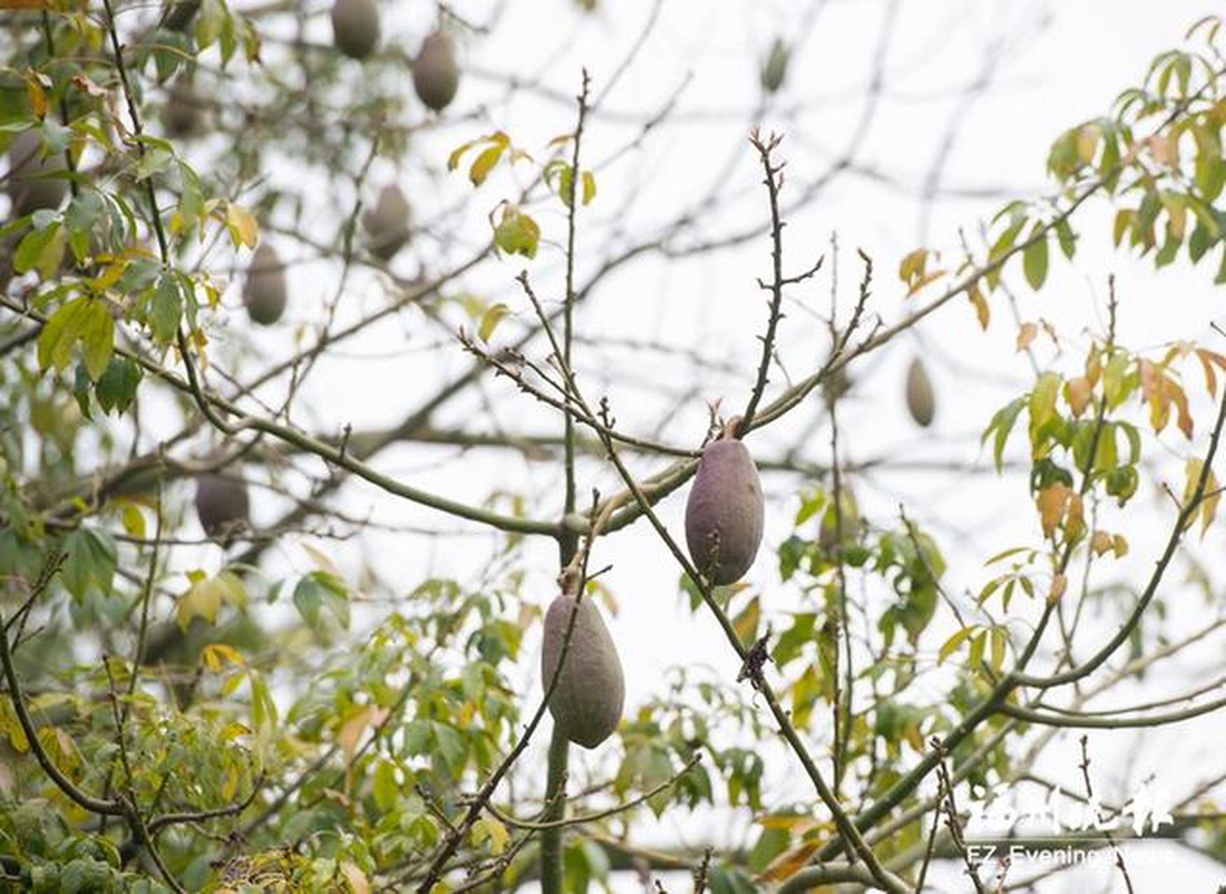 随风飘 易过敏者注意了】近日,福州许多美人树——美丽异木棉果实成熟
