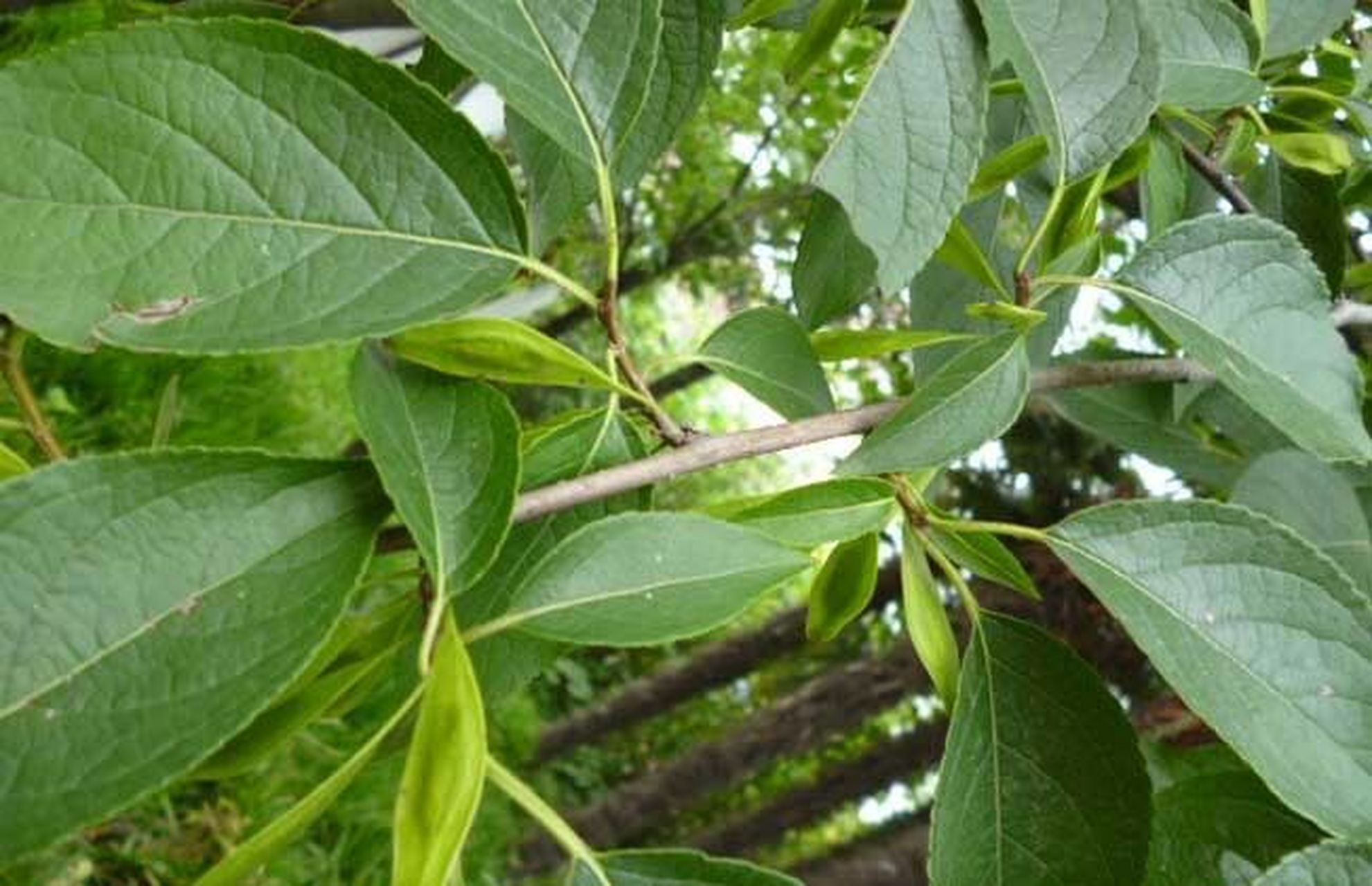 杜仲 【每日一味中药】杜仲 别名:扯丝皮,思仲,思棉皮 【植物形态】