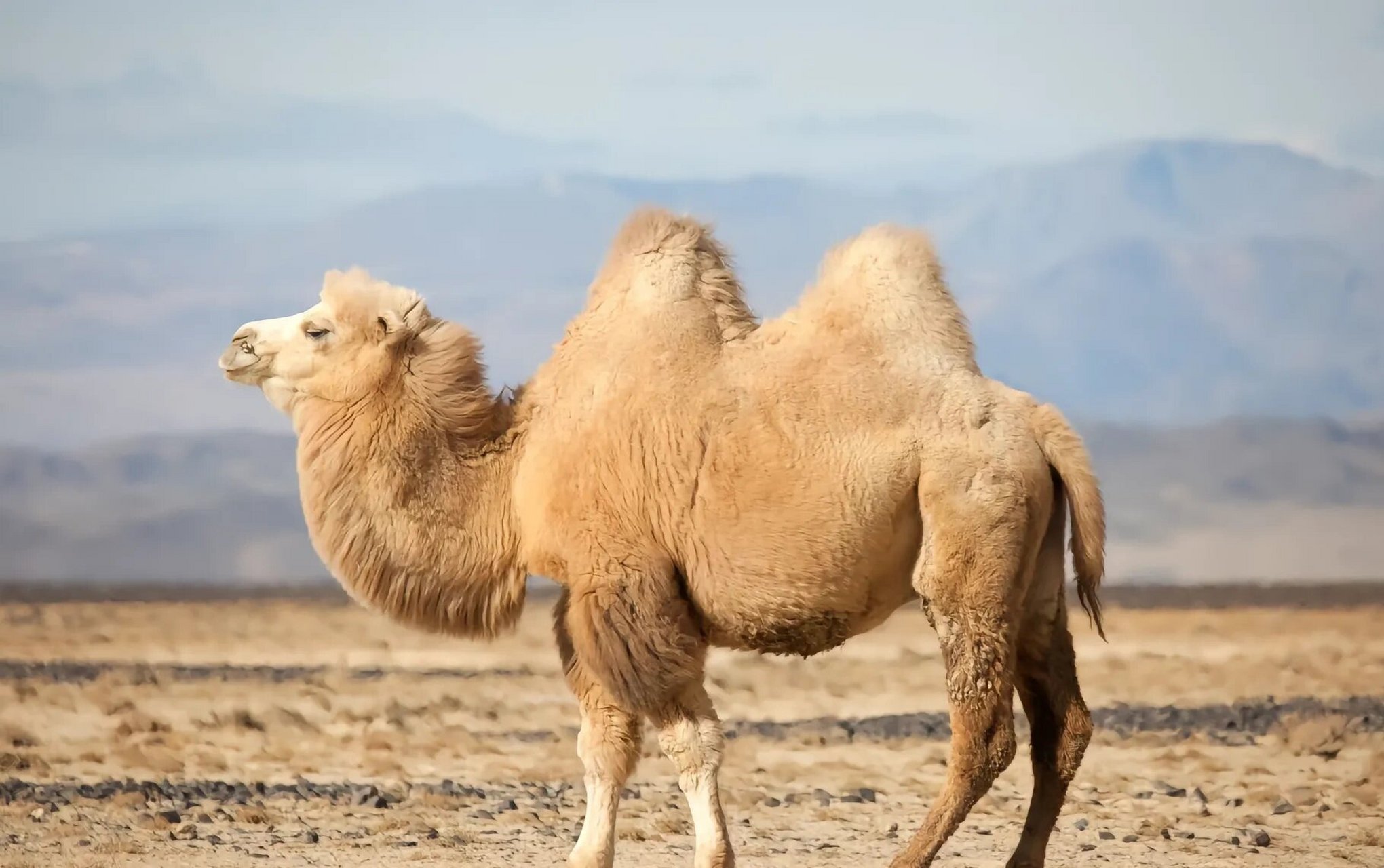 青海)四个区域. 2.骆驼的数量统计:据统计中国的骆驼在1981年为64.