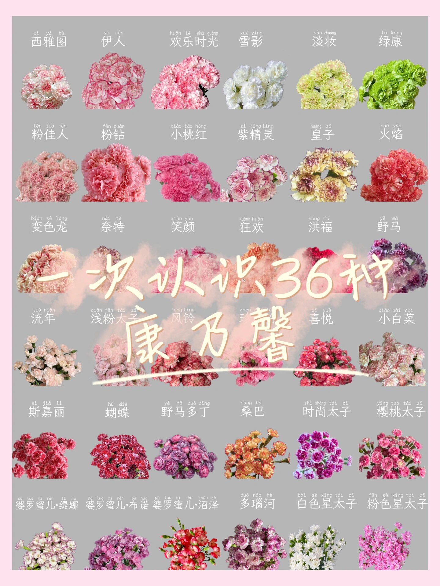 day40|合集—认识36种康乃馨