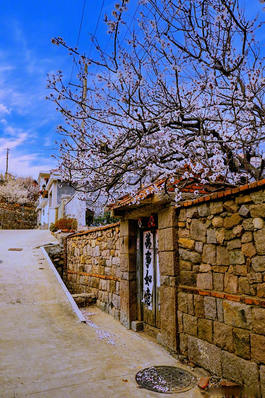 最in山东打卡地# 北宅街道大崂樱桃山谷内漫山遍野的樱桃花,层层瓶