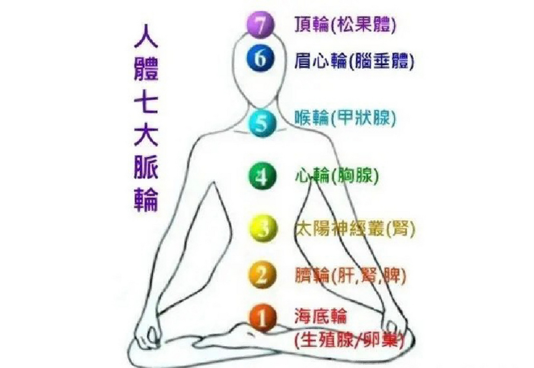 人体的七大脉轮(上) 脉轮,一个看起来似乎相当玄妙高深的词语,其实与