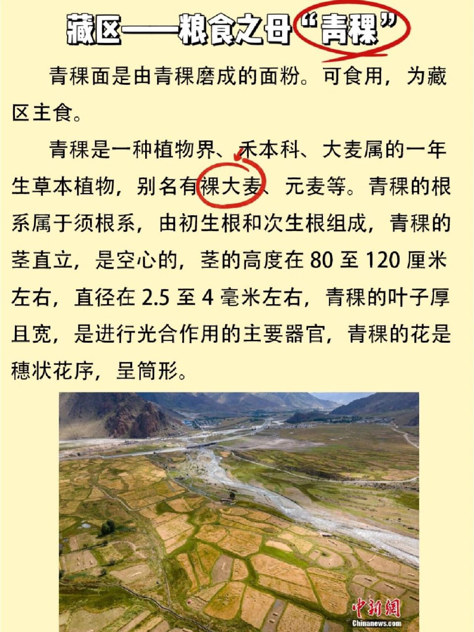 青稞这些作用都了解了吗75 98青稞分为白青稞,黑青稞,墨绿色青稞