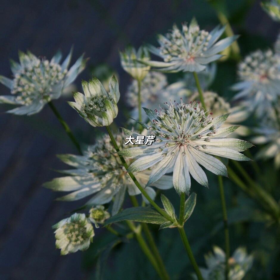 3种耐寒耐半荫宿根植物,北方花园必种