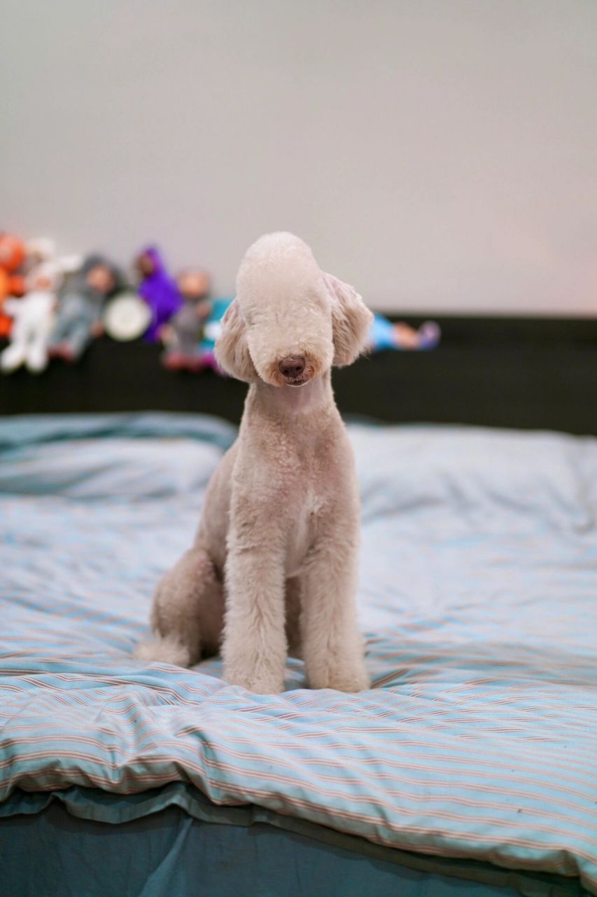 干货|贝灵顿标准造型最全版73快发给美容师!