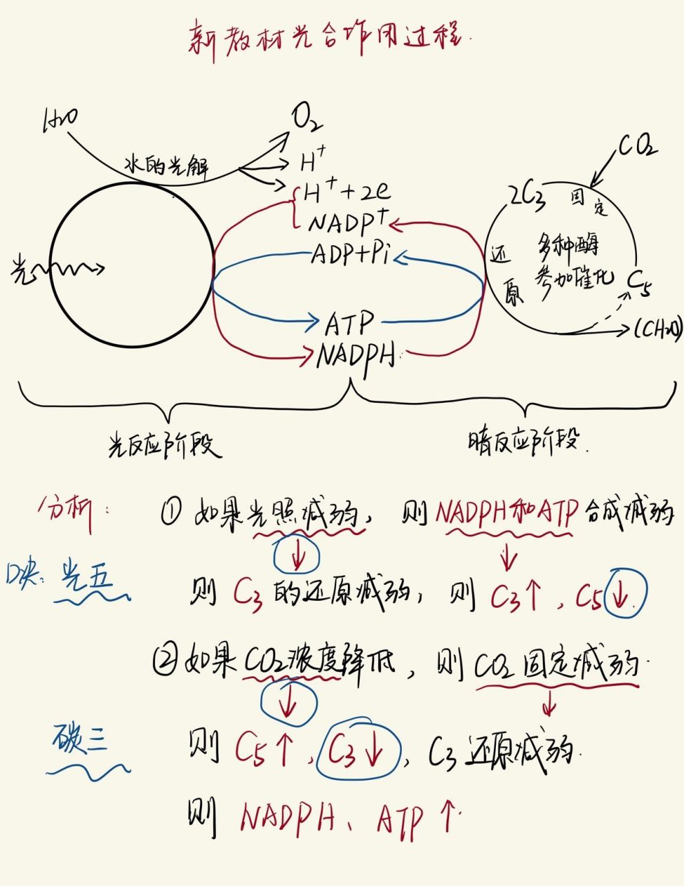 光合反应图解过程图片