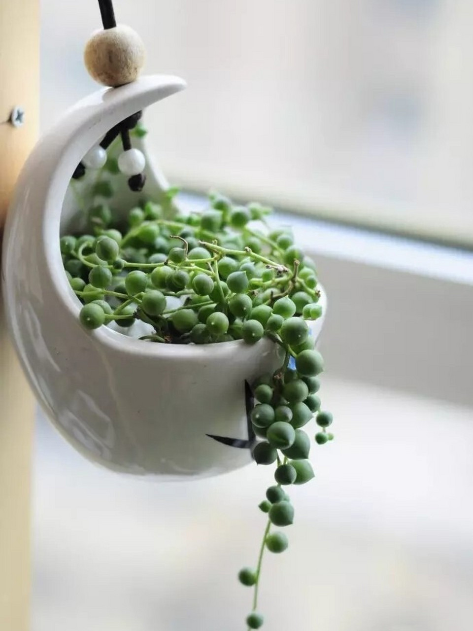 随便养养都能活 说到垂钓植物,不能不提到多肉佛珠,不需要怎么打理