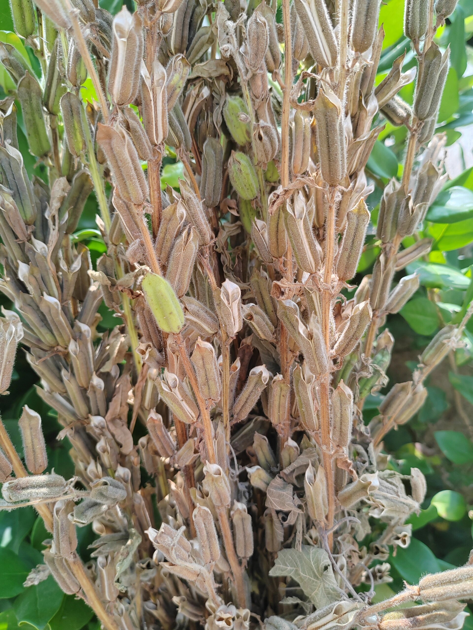 芝麻植物图片大全图解图片