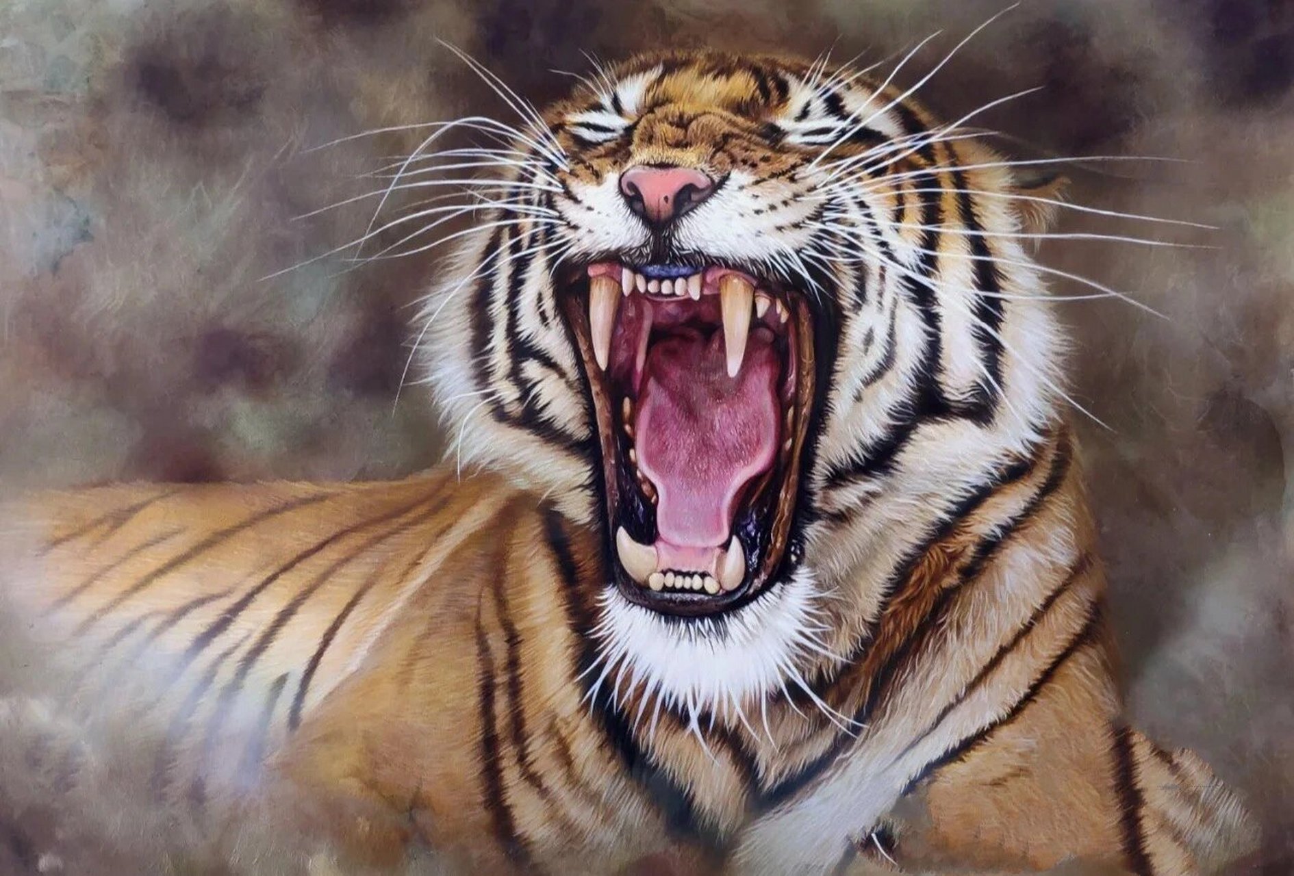 老虎狮子速写绘画方法讲解 后面几张图是我在小红书准备要临摹的作品