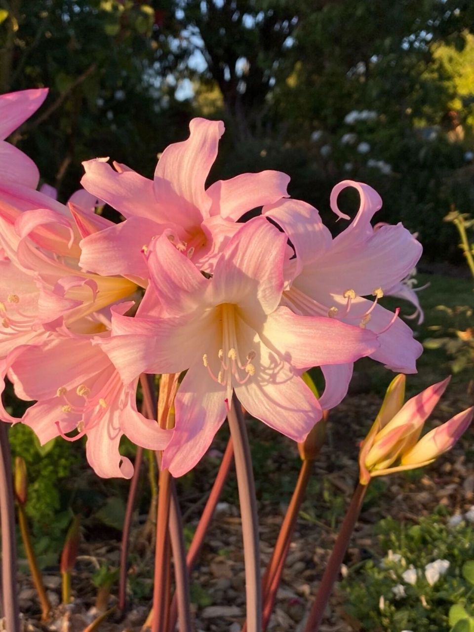 南非孤挺花 南非孤挺花 学名:amaryllis belladonna 英文俗称:jersey