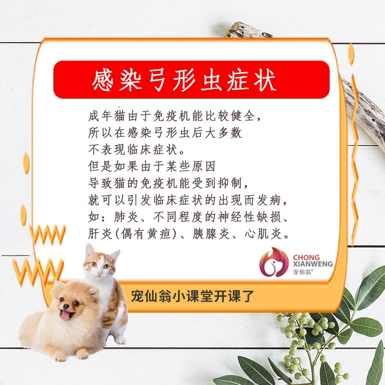 猫狗弓形虫98怎么判断怎么治疗会传染人吗 猫咪有弓形虫的表现有