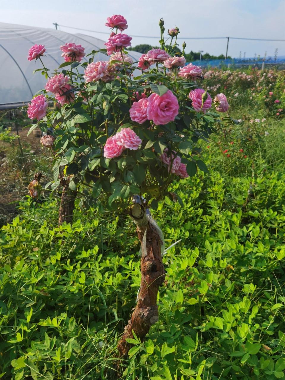 山木香花图片图片