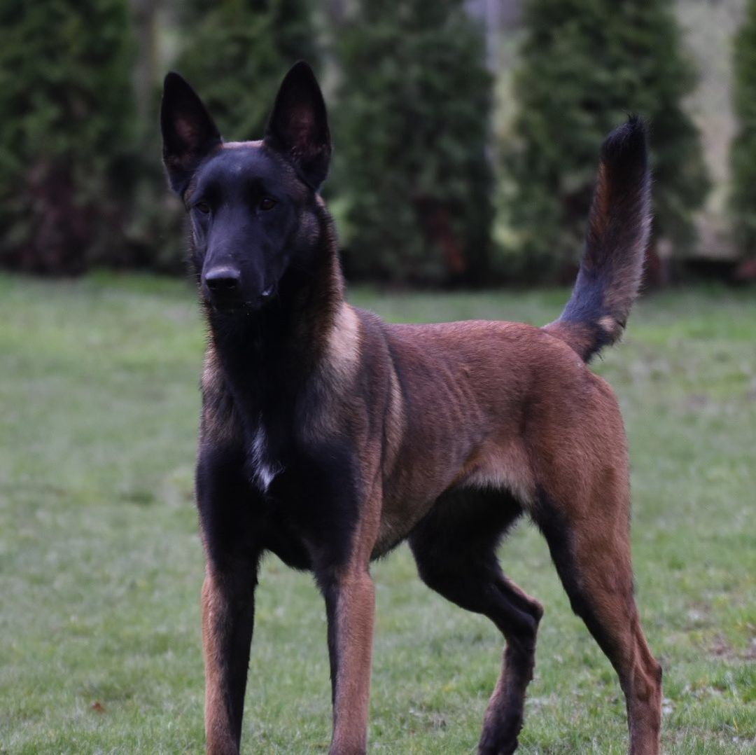 本基地常年出售纯种马犬幼犬,视频挑选,包邮到家抓紧联系主播询问吧