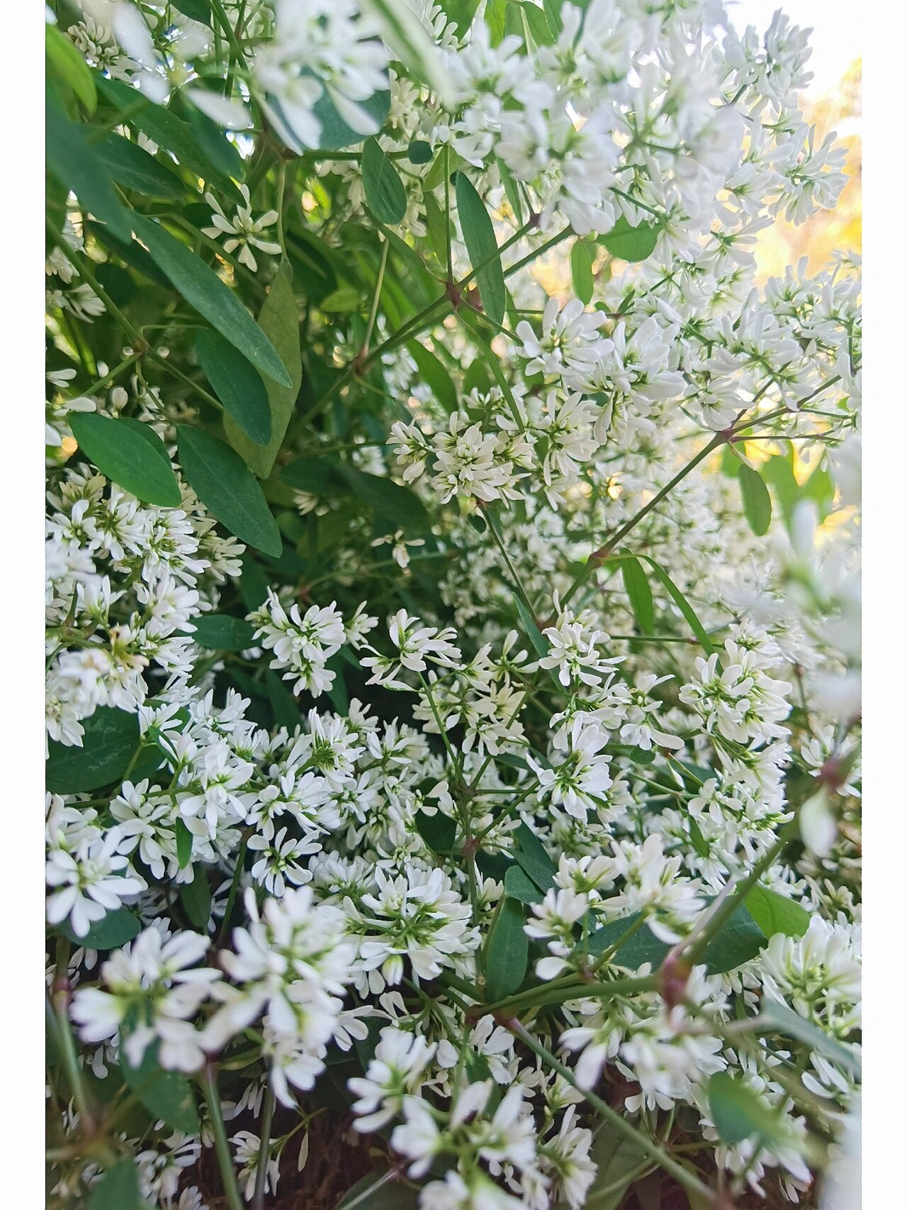 飘雪-禾叶大戟 【本期植物】:禾叶大戟 【拉丁学名】:euphorbia