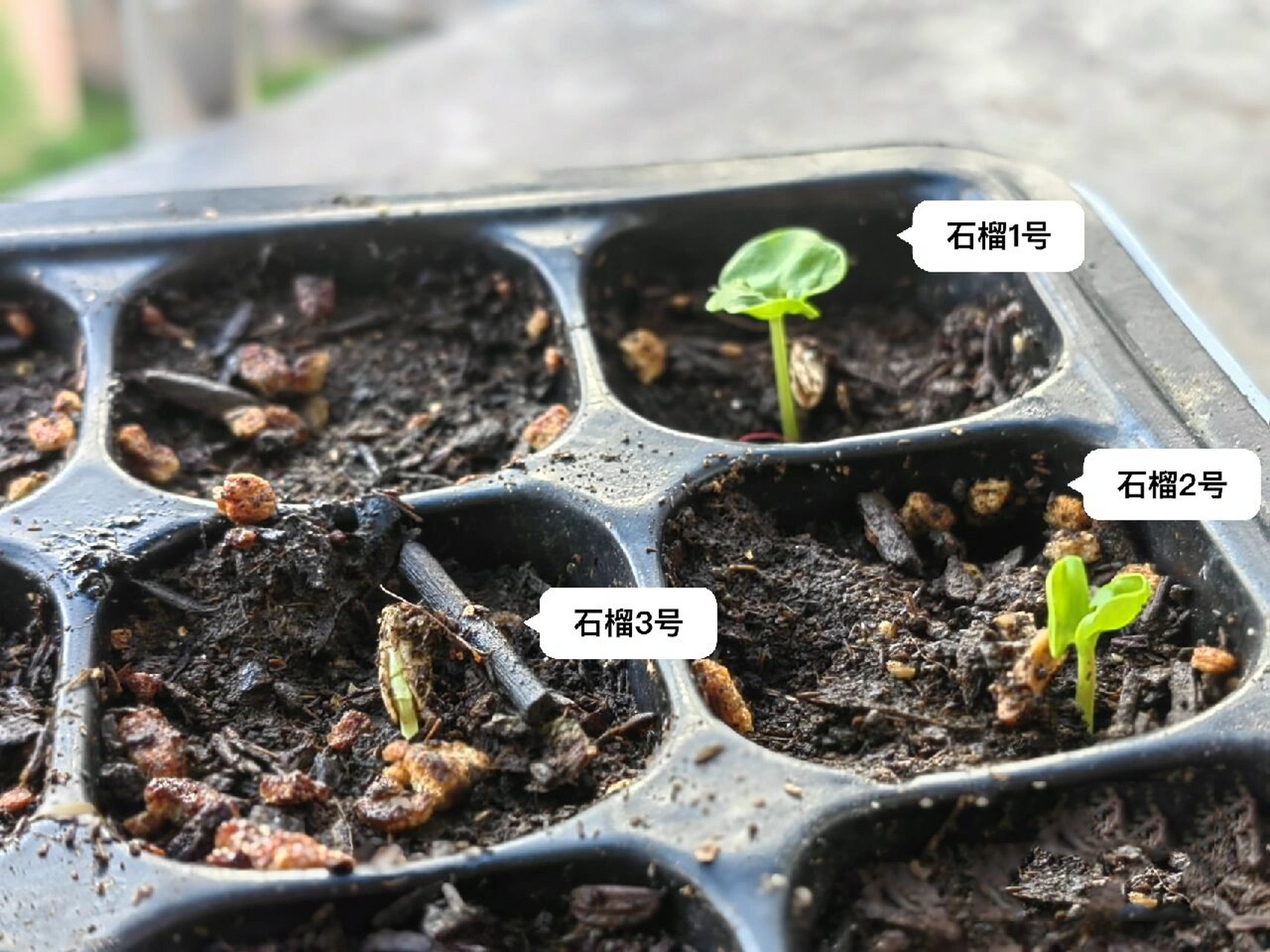 石榴籽种植 播种的石榴籽终于发芽啦 大概两三个星期前播种下的石榴