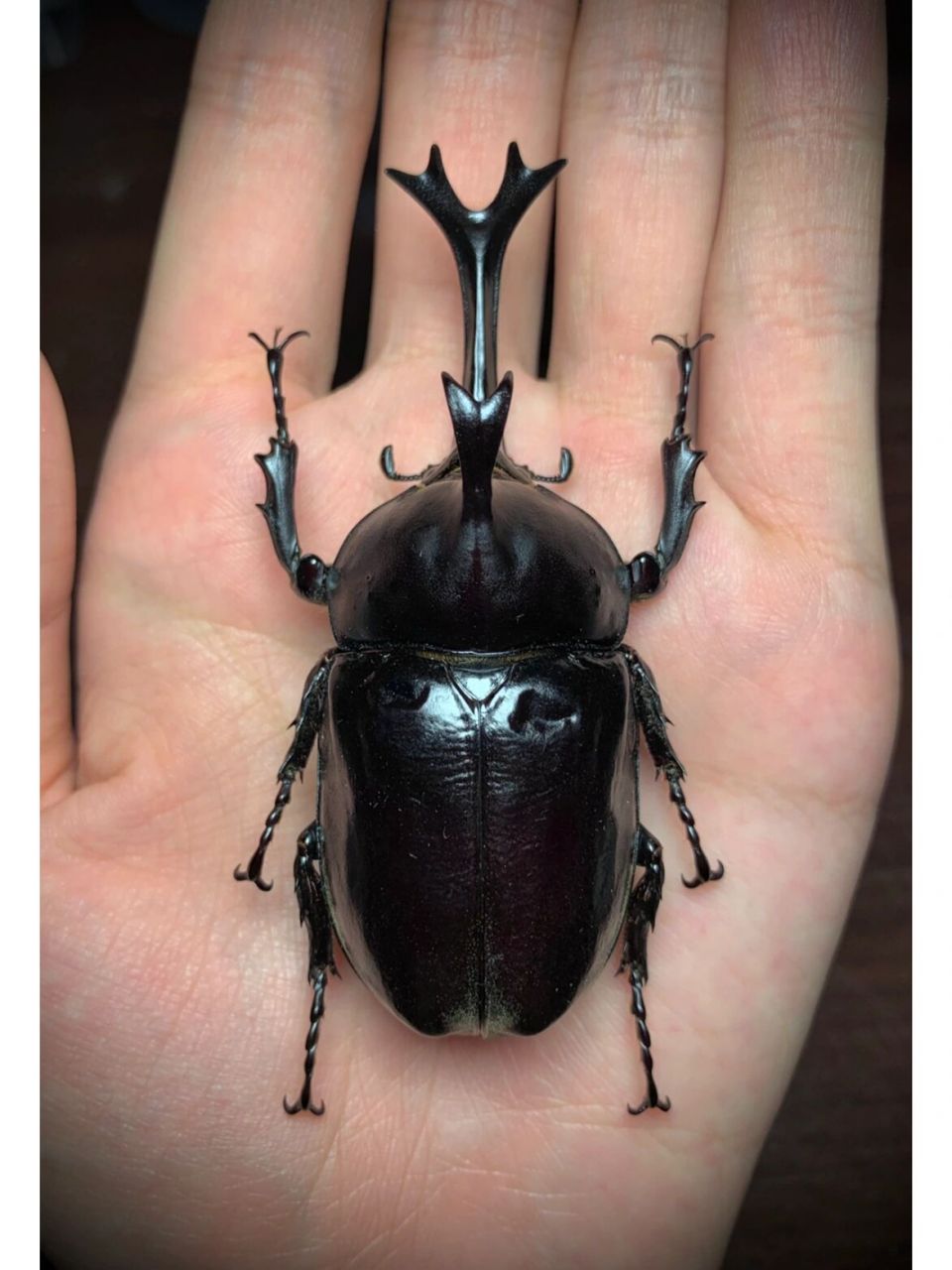 标本分享～ 泰国黑金刚独角仙～相比于国产仙颜色更黑,体型更宽,外壳