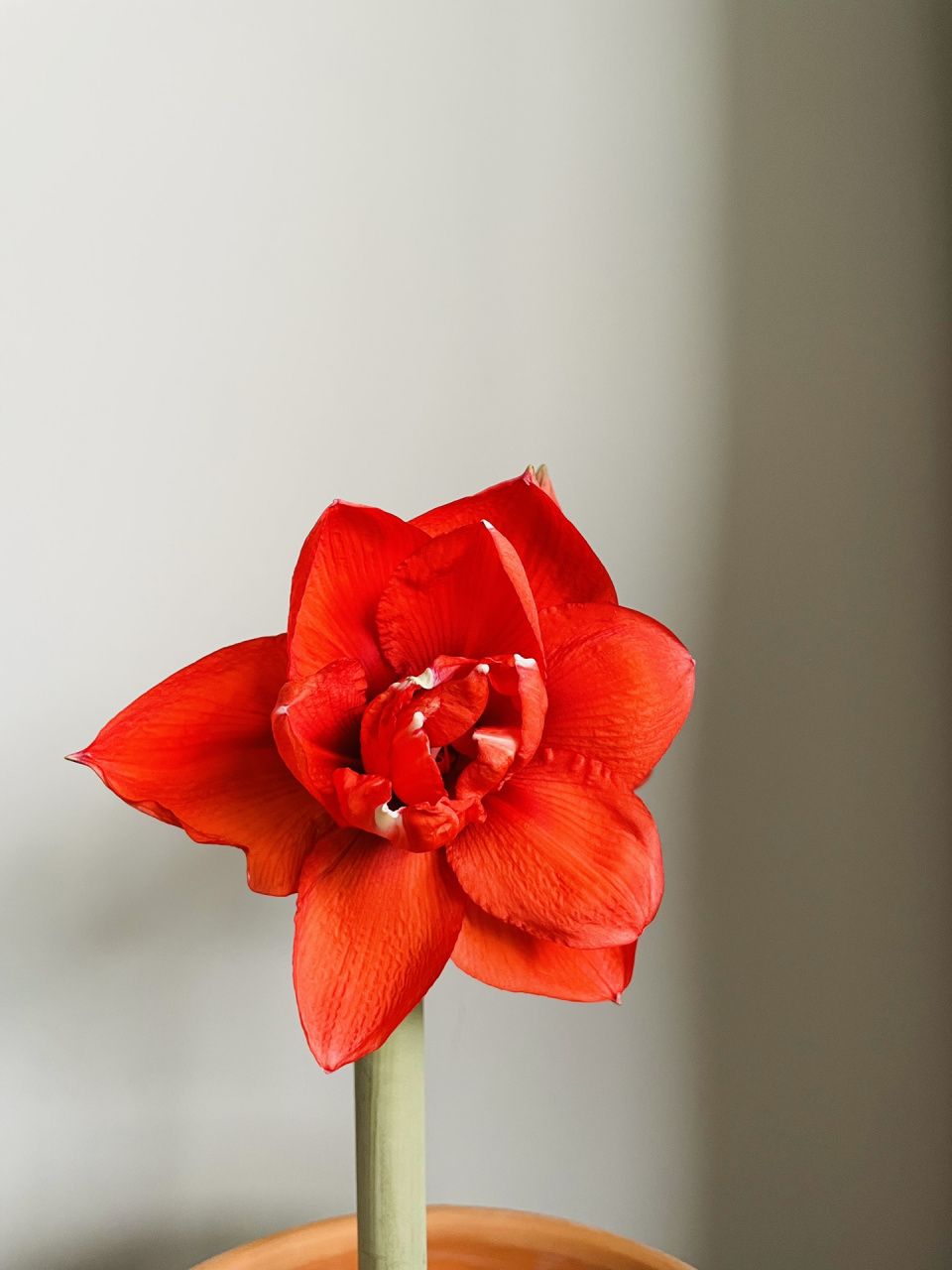 自带复古氛围感的 朱顶红——双王 在春天,要努力积攒阳光 不做忧郁的