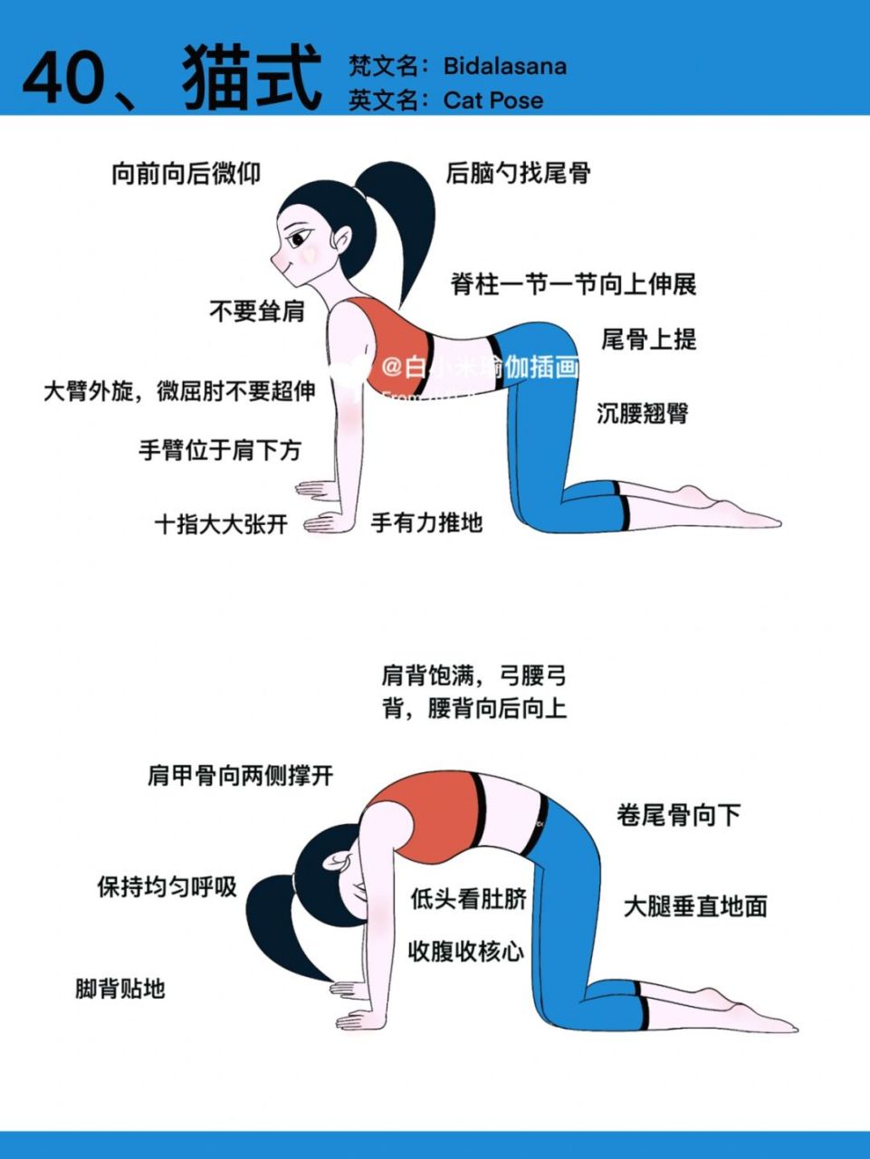 原创瑜伽插画|瑜伽体式笔记—猫式 #瑜伽插画# #白小米瑜伽笔记