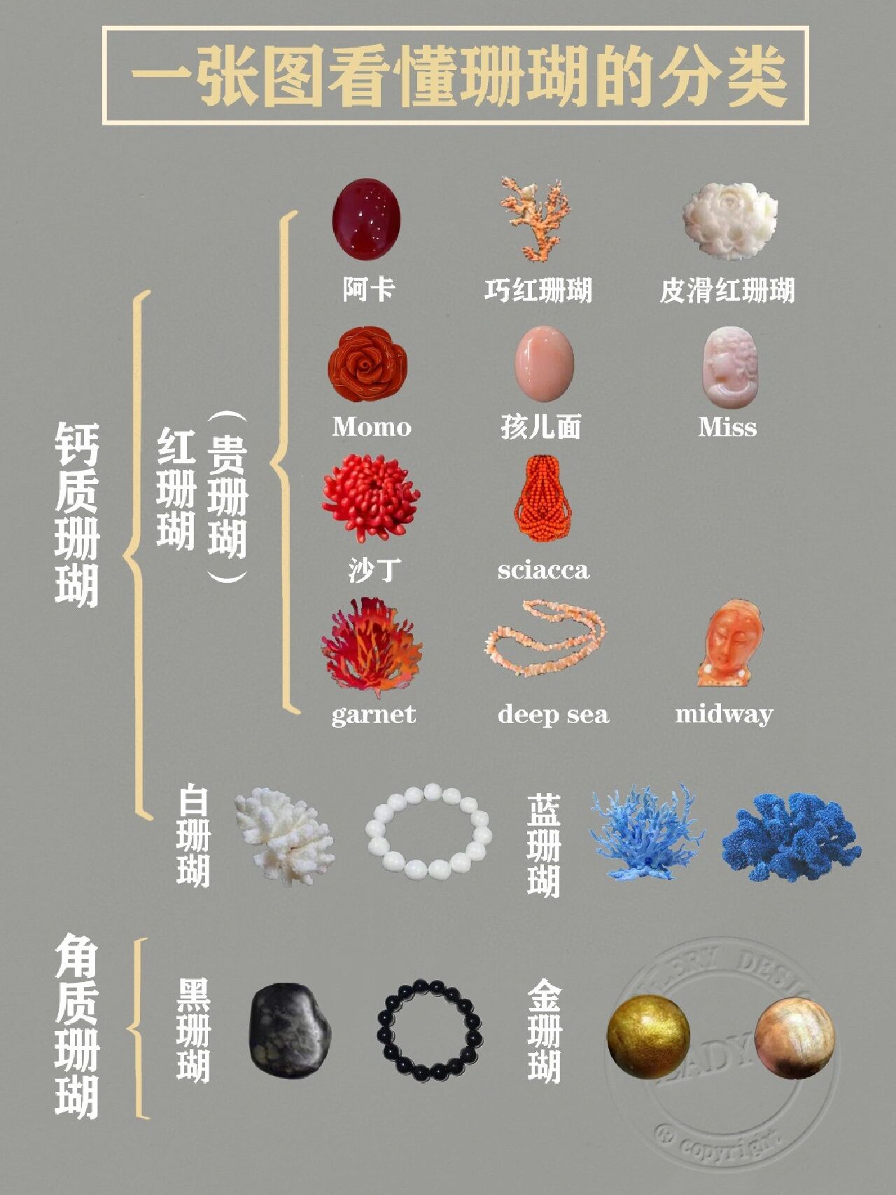 一张图看懂珊瑚的分类