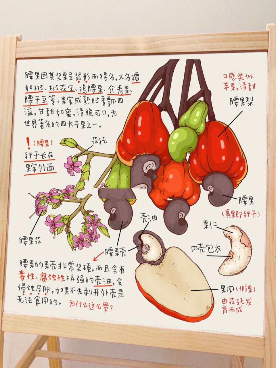 手绘科普罕见水果——腰果,莲雾傻傻分不清 97所有科普手绘插画原创