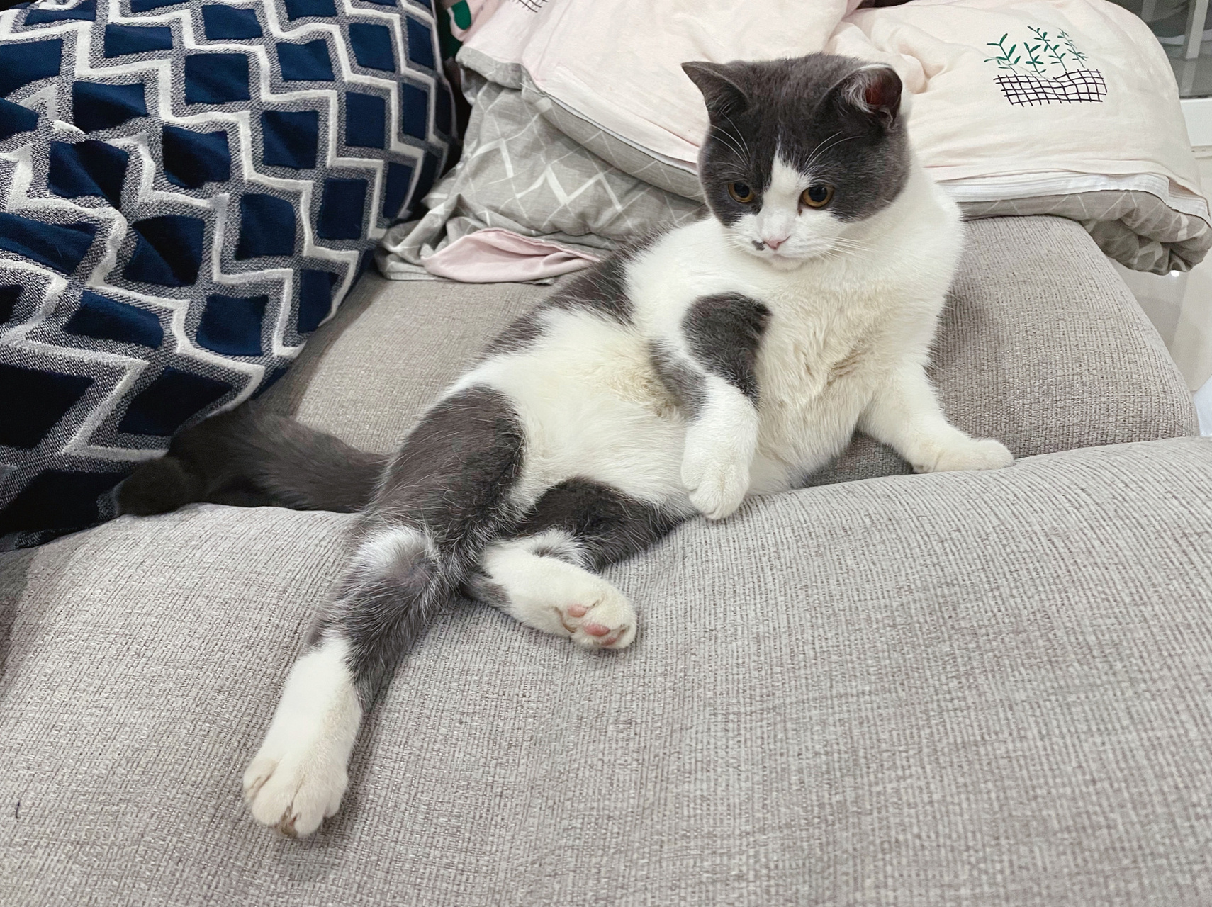 猫猫穿黑丝 属实是没有忍住黑妹妹安排了91