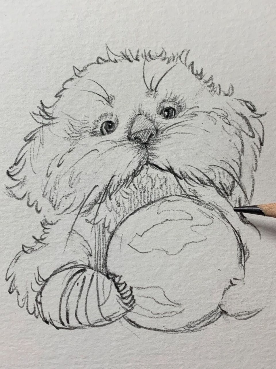 画完一页77 海獭真的好可爱 73:卡西米尔铅笔