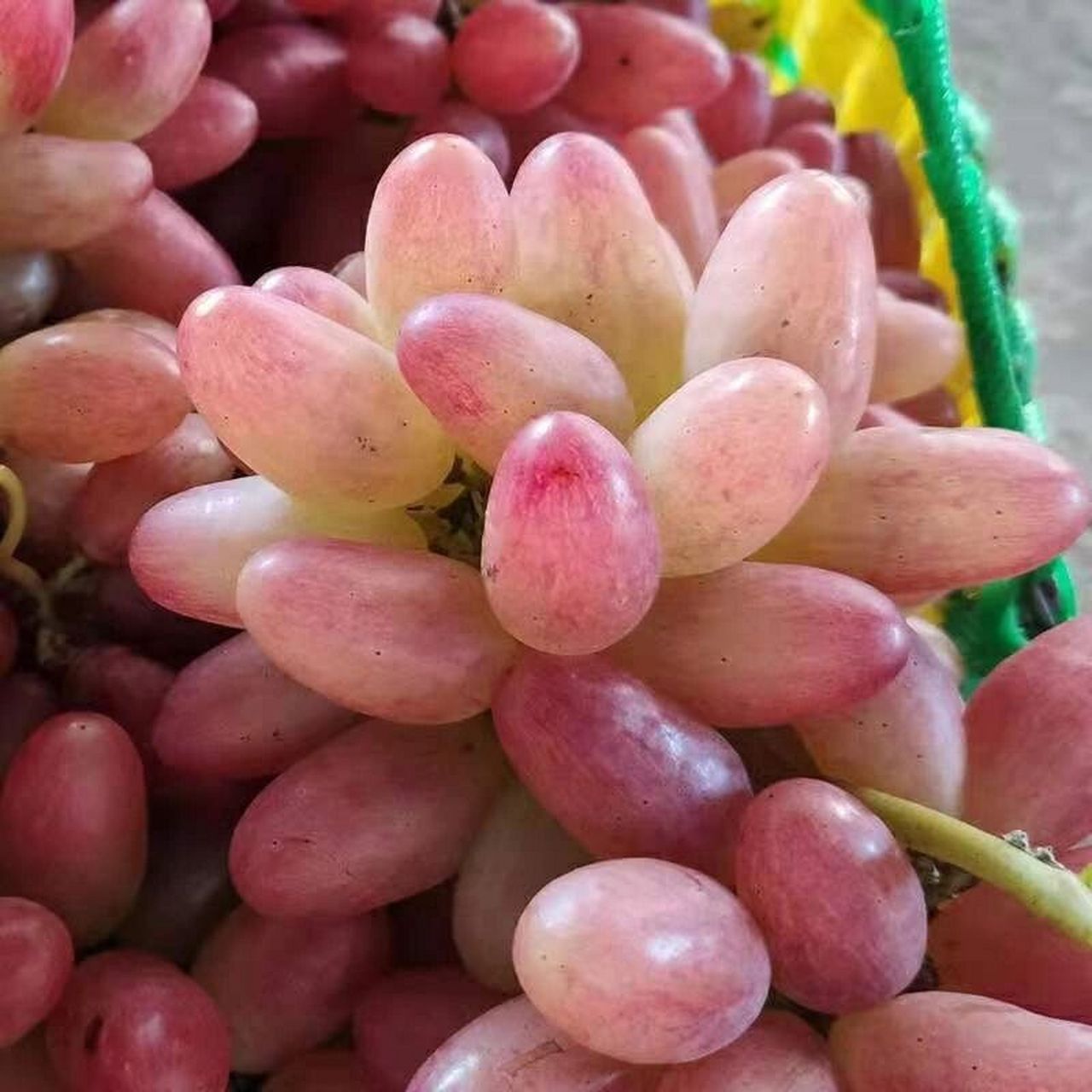 马特葡萄:果粒近圆形,果皮中厚,鲜红色至暗红色,果肉脆而硬,味甜;酸甜