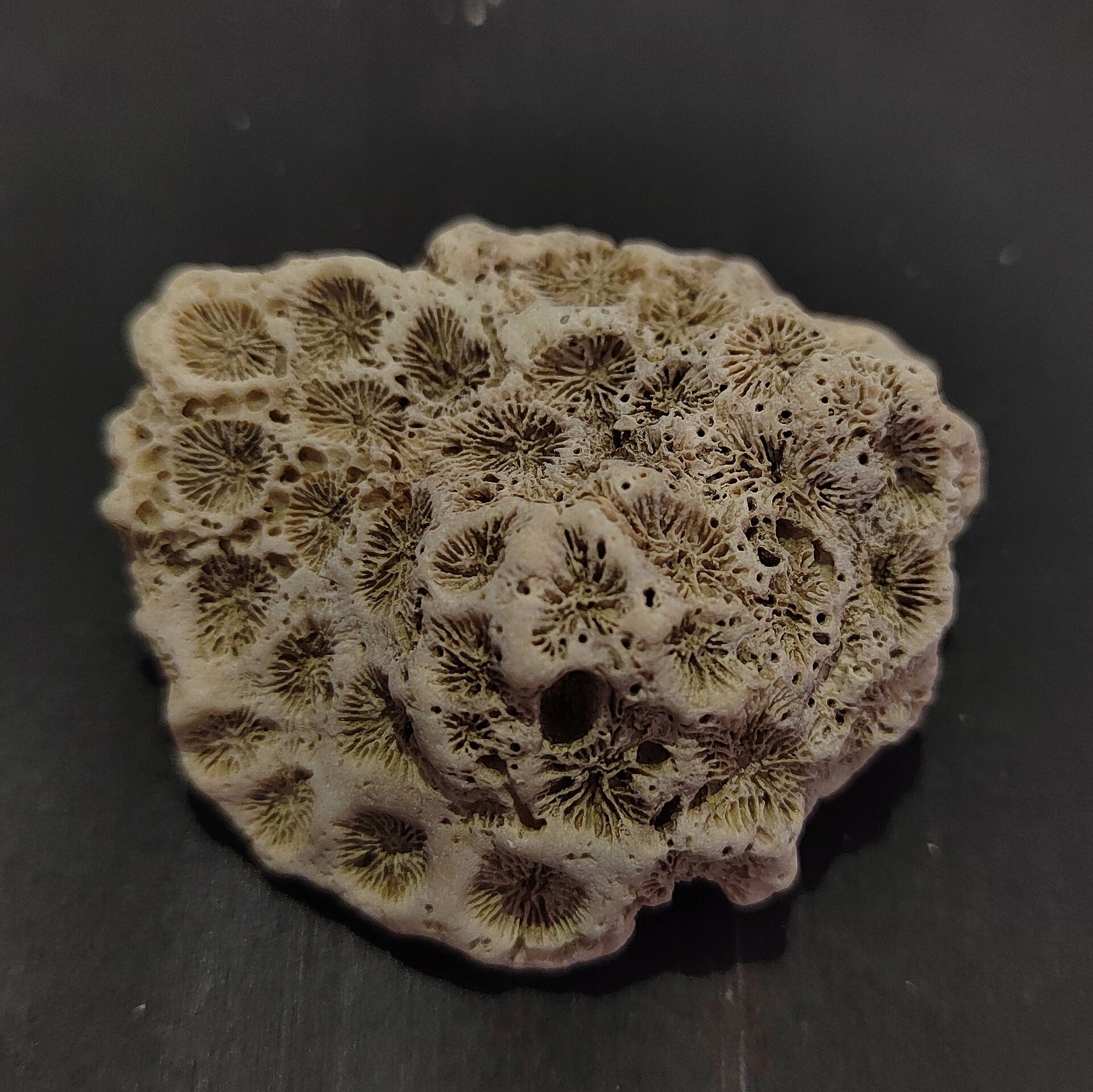 海的礼物‖贝壳 珊瑚石